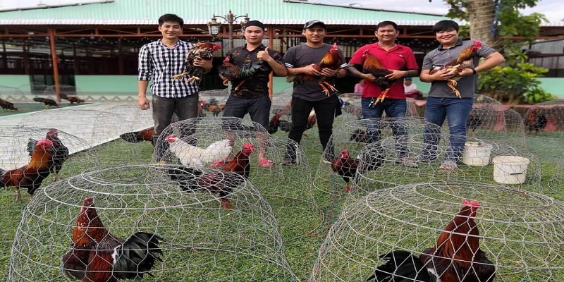 Mít Trà Cú - Sư kê sở hữu dàn chiến kê chất lượng nhất Việt Nam